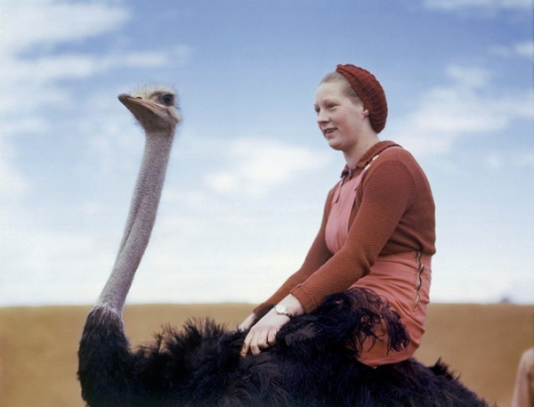 Девушка на страусе в Южной Африке, август 1942 года.

Больше..0