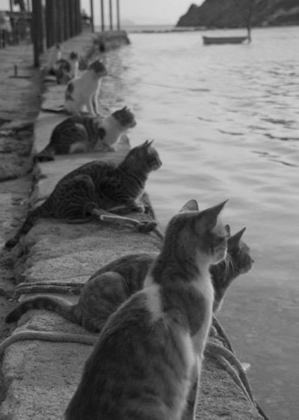 Пятничные котики...  В ожидании рыбаков с уловом.

Больше..0