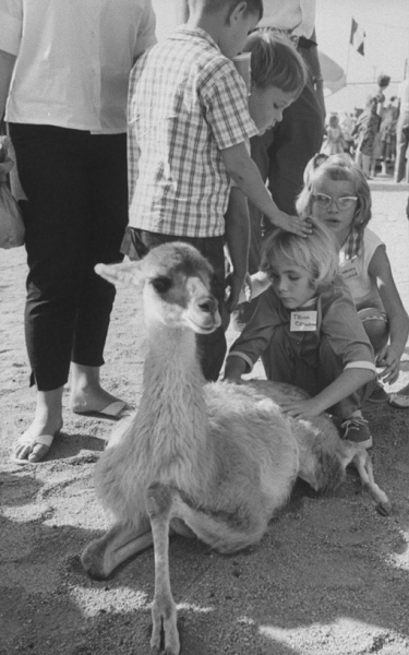 Чистые эмоции и удивление. Слепые дети на экскурсии в зоопарке..4