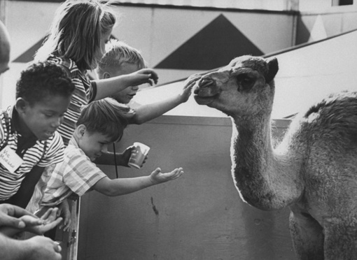 Чистые эмоции и удивление. Слепые дети на экскурсии в зоопарке..0