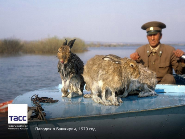 Дед Мазай и зайцы...

..0