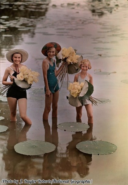 Девочки стоят в воде и держат букеты из лотоса желтого, Айова, 1938..0