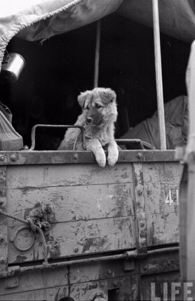 Пёс уезжает из Северной Кореи с колонной войск ООН, декабрь 1950..0