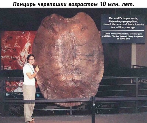 Прошлое нашей планеты и ее зачастую хардкорные..3
