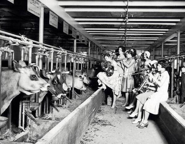 Влияет ли музыка на надои у коров, эксперимент, США, 1930..0