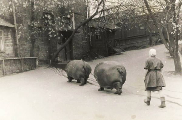 Выгул бегемотов... Москва, 1950 год.

..0