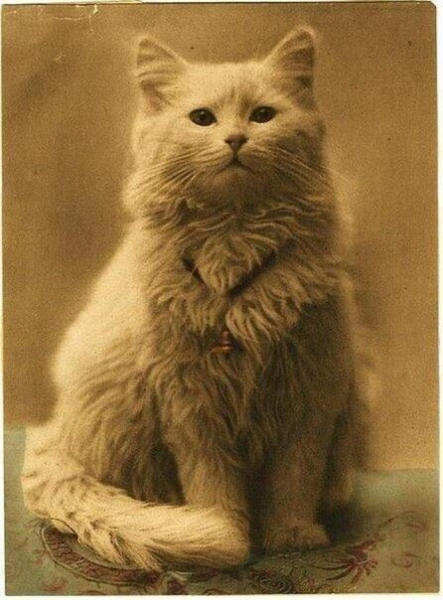 Одна из первых в мире фотографий котов.

1880-1890.

Больше..0