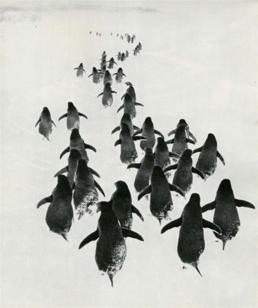 Пингвины на марше. Антарктида, 1968 год. 
Фотограф: Геннадий..0