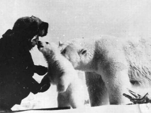 Полярник подкармливает белых медведей, 1980-е.

Больше..1