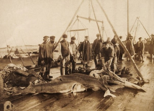 Промысел близ Астрахани, 1911 год.

..0