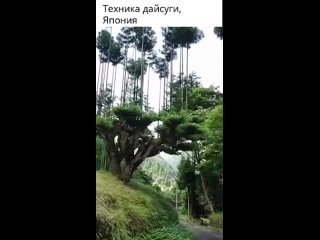 Техника зародилась в XV веке. Новые кедры просто выращивают в..0