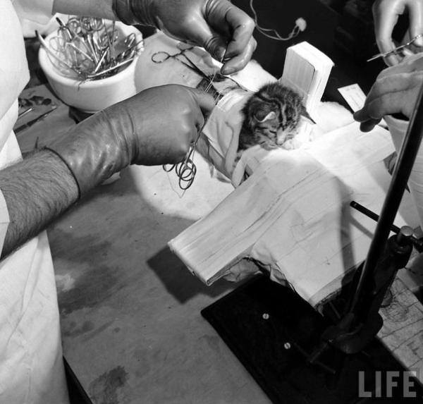 Серия фотографий о лечении парализованного котёнка в одной из..6