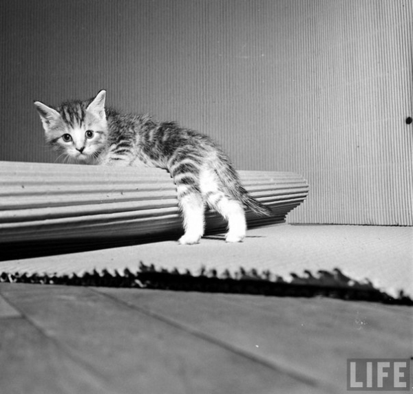 Серия фотографий о лечении парализованного котёнка в одной из..0