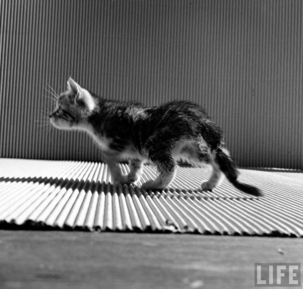 Серия фотографий о лечении парализованного котёнка в одной из..9