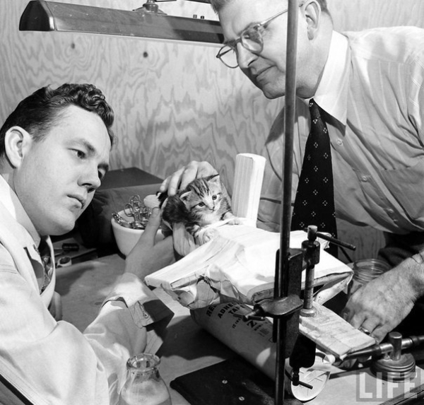 Серия фотографий о лечении парализованного котёнка в одной из..4