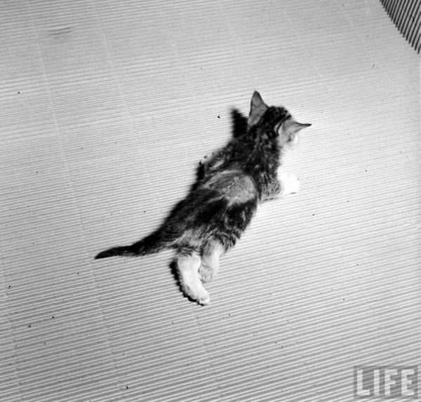 Серия фотографий о лечении парализованного котёнка в одной из..2