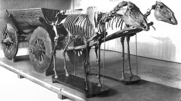 Корабли викингов.

В 1904 году в имении Осеберг в Норвегии была..8