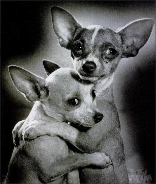 Неразлучная пара чихуахуа... 1962 г.

..0