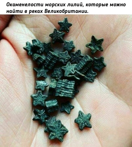 Прошлое нашей..1