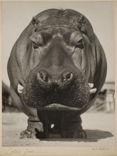 Сплошная харизма, с какой стороны не посмотри...
Фото: Bob Wallace, 1937..1