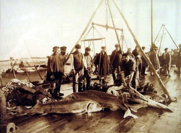 Взвешивание и первичная разделка осетровых. Астрахань конец 19..0