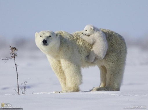 27 февраля отмечается международный День белого медведя...0