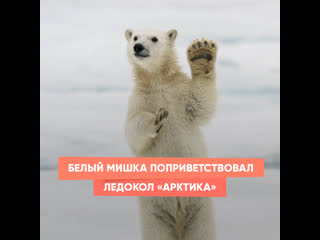 Белого мишку лишили обеда — животное вышло из Арктики..0