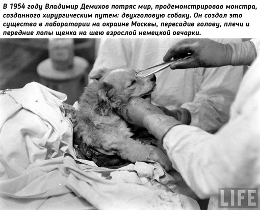 Двухголовая собака Владимира..0