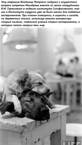 Двухголовая собака Владимира..2