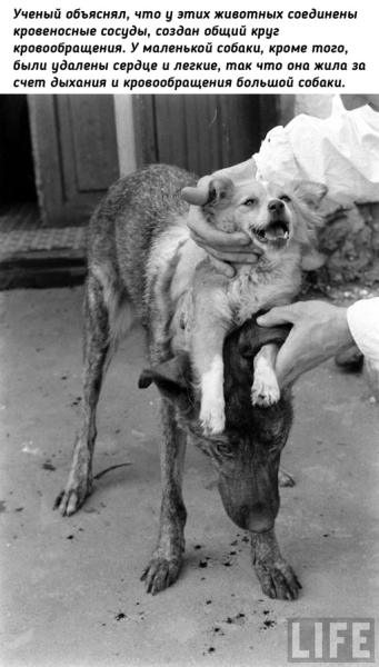 Двухголовая собака Владимира..5