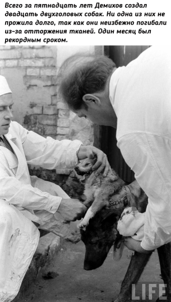 Двухголовая собака Владимира..4