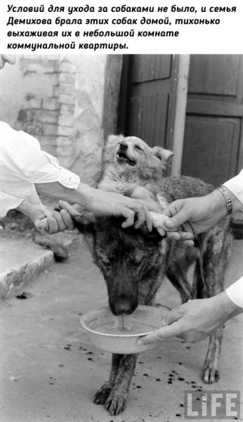 Двухголовая собака Владимира..3