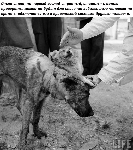 Двухголовая собака Владимира..6