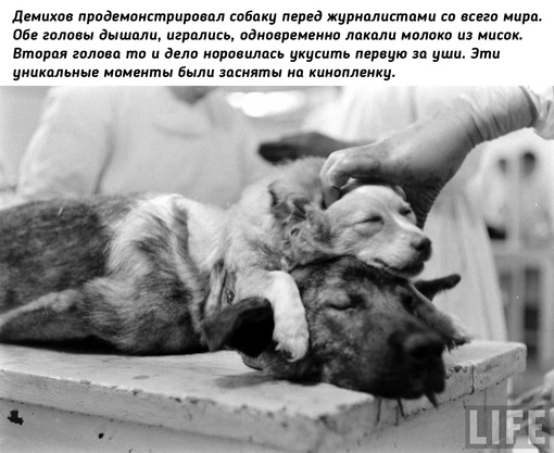 Двухголовая собака Владимира..1