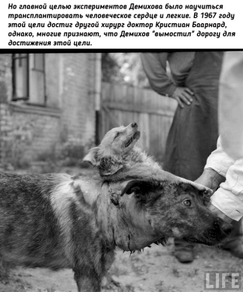 Двухголовая собака Владимира..7