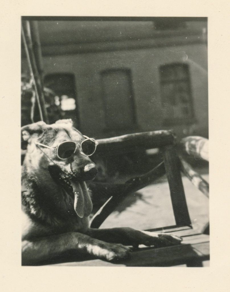 Крутость пса зашкаливает, 1940-е.

..0