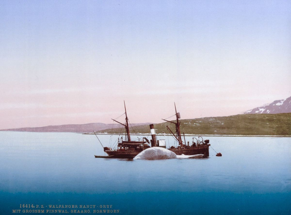 Норвегия, фотохром, 1890-е.

..7