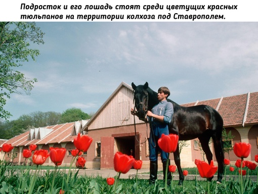 Уолли Макнейми в колхозе имени Ленина под..7