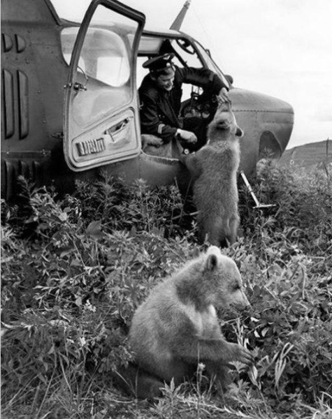 Вертолетчик подкармливает медвежонка. Камчатка 1962 г

Больше..0