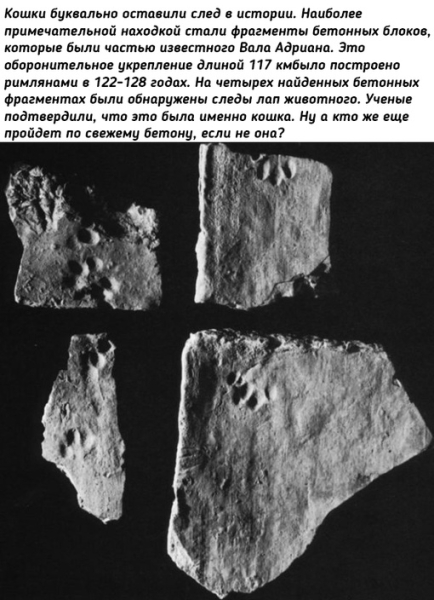 Как кошки в истории..0