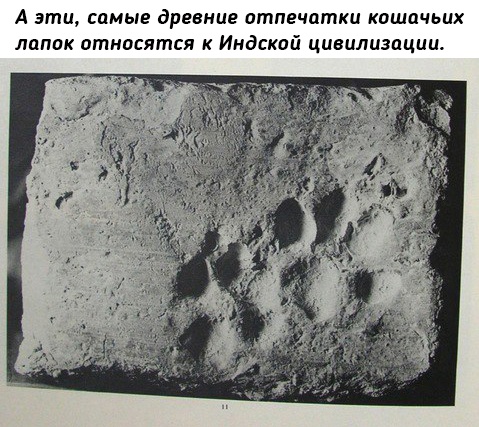 Как кошки в истории..3