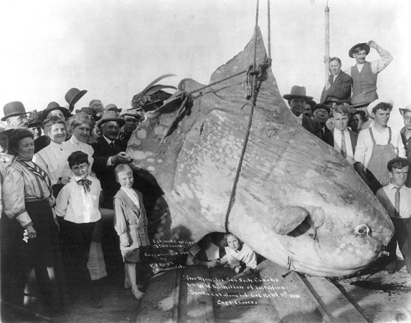 Рыба-луна весом полторы тонны, выловленная у берегов Калифорнии,..0