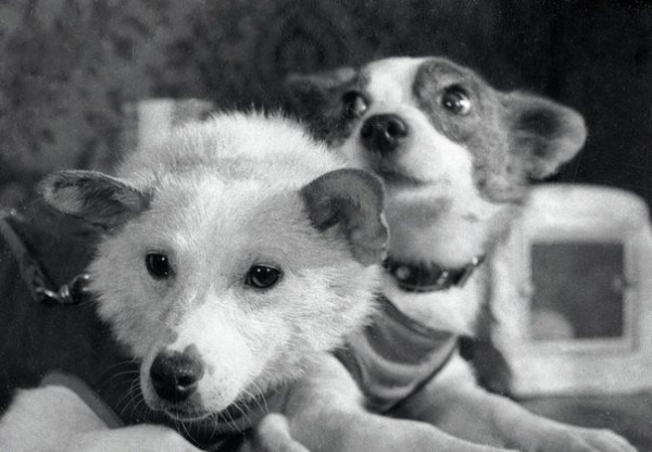 Собаки-космонавтки Белка и Стрелка. Звёзды. СССР. 1960 г.

Больше..0