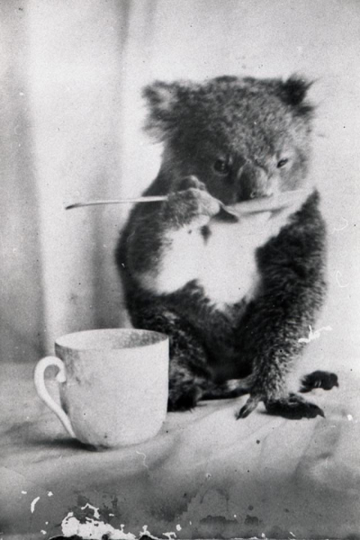 Фотография, сделанная в Австралии в 1900-м году

Больше..0