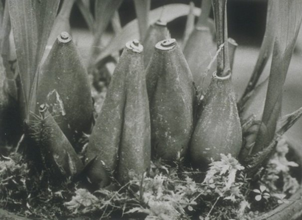 Работы немецкого фотографа Albert Renger-Patzsch (1897-1966).

Больше..5