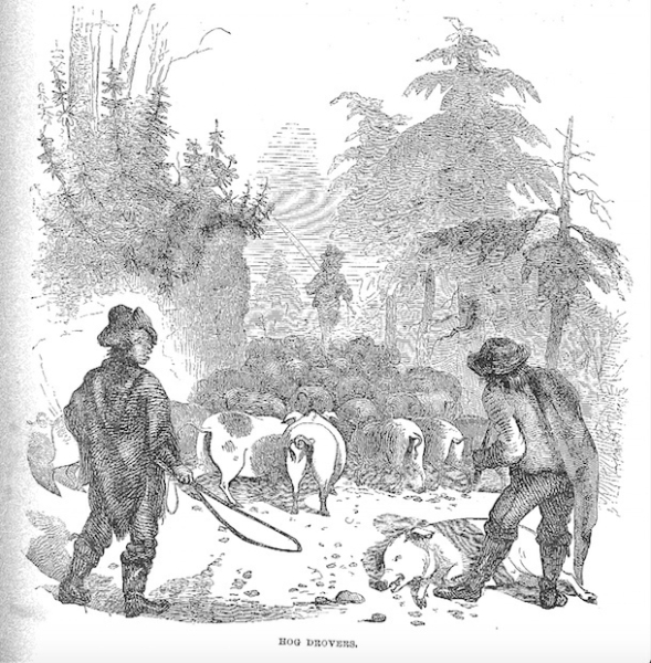 Свиной маршрут.

Началось всё в 1539 году, когда Эрнандо де Сото..0