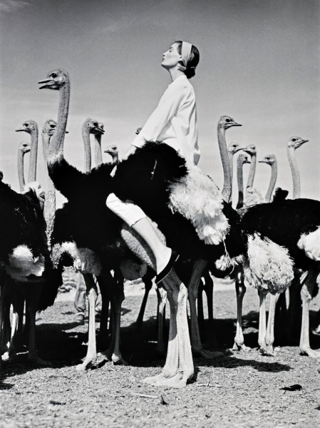 Венда и страусы, ЮАР, 1951 год. 
Фотограф: Norman Parkinson

Больше..0