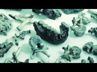 Что, если бы вы стали Питекантропом на один..0