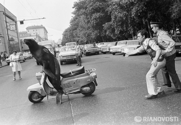 Держите угонщика!

Тюлень Капа на мопеде и дрессировщик Юрий..0