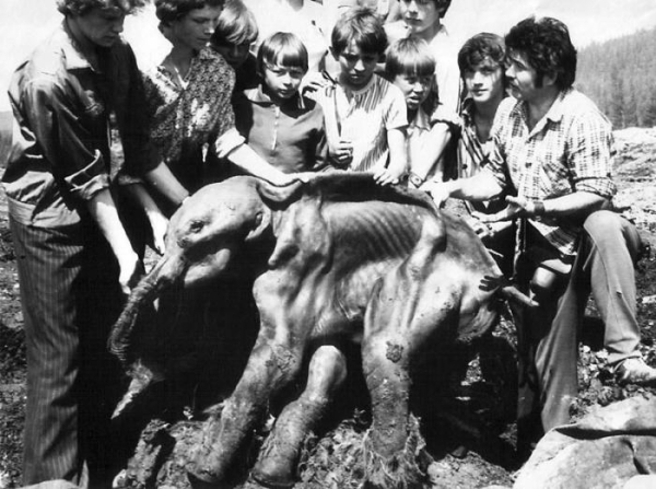 Мамонтенок Дима, Магаданская область, 1977 год.

История этого фото..0